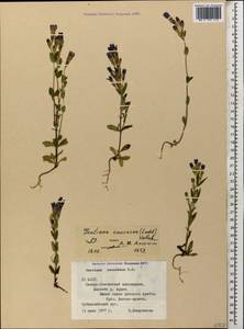 Gentianella caucasea (Loddiges ex Sims) J. Holub, Caucasus, North Ossetia, Ingushetia & Chechnya (K1c) (Russia)