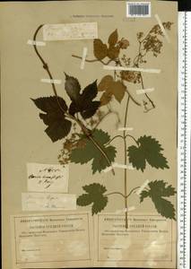 Humulus lupulus L., Eastern Europe, North-Western region (E2) (Russia)