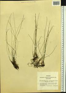 Trichophorum pumilum (Vahl) Schinz & Thell., Siberia, Altai & Sayany Mountains (S2) (Russia)