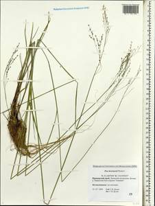 Poa alta Hitchc., Siberia, Russian Far East (S6) (Russia)