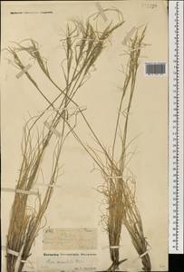 Stipa orientalis Trin., Mongolia (MONG) (Mongolia)
