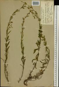 Silene tatarica (L.) Pers., Eastern Europe, Moscow region (E4a) (Russia)