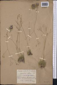 Gypsophila patrinii Ser., Middle Asia, Northern & Central Kazakhstan (M10) (Kazakhstan)