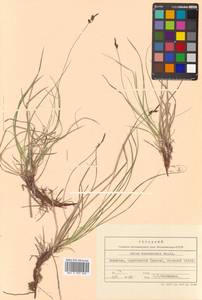 Carex vanheurckii Müll.Arg., Siberia, Chukotka & Kamchatka (S7) (Russia)