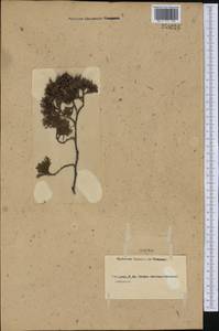Chamaecyparis thyoides (L.) Britton, Sterns & Poggenb., America (AMER) (Not classified)