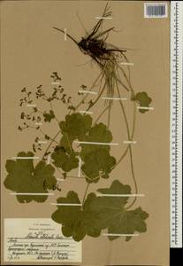 Alchemilla valdehirsuta Buser, Eastern Europe, Moscow region (E4a) (Russia)