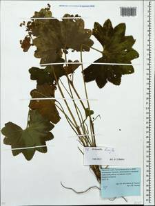 Alchemilla hians Juz., Eastern Europe, Eastern region (E10) (Russia)