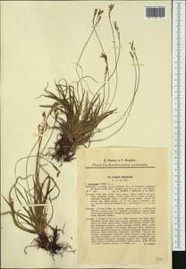 Carex digitata L., Western Europe (EUR) (Slovakia)