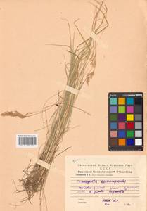 Calamagrostis deschampsioides Trin., Siberia, Russian Far East (S6) (Russia)