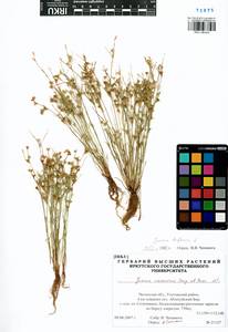 Juncus ranarius Songeon & E. P. Perrier, Siberia, Baikal & Transbaikal region (S4) (Russia)