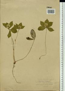 Cornus canadensis L., Siberia, Russian Far East (S6) (Russia)