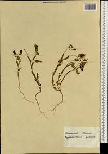 Campanula, South Asia, South Asia (Asia outside ex-Soviet states and Mongolia) (ASIA) (Israel)