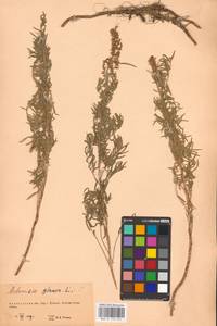 Artemisia glauca Pall. ex Willd., Eastern Europe, Eastern region (E10) (Russia)