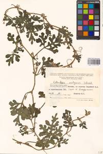 Citrullus lanatus (Thunb.) Matsumura & Nakai, Eastern Europe, Moscow region (E4a) (Russia)