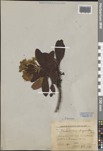 Rhododendron aureum Georgi, Siberia, Altai & Sayany Mountains (S2) (Russia)