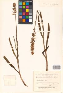 Gymnadenia conopsea (L.) R.Br., Eastern Europe, Moscow region (E4a) (Russia)