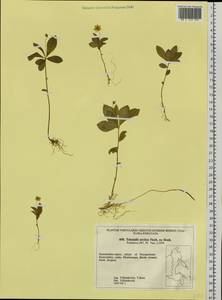 Lysimachia europaea var. arctica (Fisch. ex Hook.), Siberia, Chukotka & Kamchatka (S7) (Russia)