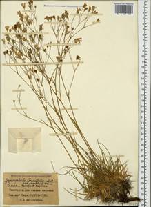 Gypsophila tenuifolia M. Bieb., Caucasus, Azerbaijan (K6) (Azerbaijan)
