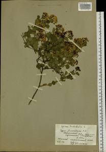 Spiraea trilobata L., Siberia, Altai & Sayany Mountains (S2) (Russia)