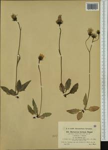 Hieracium pallescens subsp. hittense (Murr) Gottschl., Western Europe (EUR) (Austria)