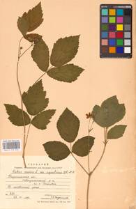 Rubus caesius L., Eastern Europe, Central forest-and-steppe region (E6) (Russia)