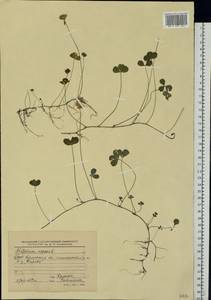 Trifolium repens L., Eastern Europe, Belarus (E3a) (Belarus)