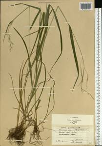 Lolium giganteum (L.) Darbysh., Eastern Europe, Moscow region (E4a) (Russia)