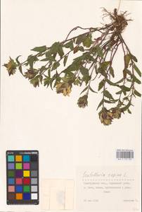 MHA 0 155 503, Scutellaria supina L., Eastern Europe, Eastern region (E10) (Russia)