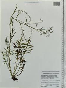 Crepidiastrum tenuifolium (Willd.) Sennikov, Siberia, Russian Far East (S6) (Russia)
