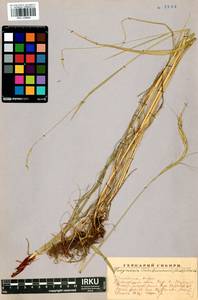 Elymus gmelinii (Trin.) Tzvelev, Siberia, Baikal & Transbaikal region (S4) (Russia)