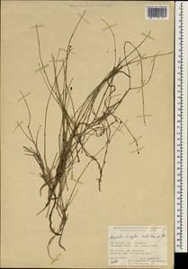 Asperula virgata Hub.-Mor. ex Ehrend. & Schönb.-Tem., South Asia, South Asia (Asia outside ex-Soviet states and Mongolia) (ASIA) (Turkey)
