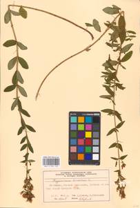 Hypericum hirsutum L., Eastern Europe, Moscow region (E4a) (Russia)