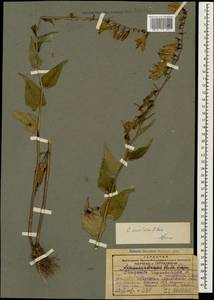 Campanula rapunculoides L., Caucasus, Georgia (K4) (Georgia)