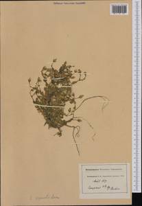 Cerastium alpinum subsp. lanatum (Lam.) Cesati, Western Europe (EUR) (France)