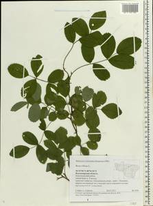 Rosa villosa L., Eastern Europe, Central region (E4) (Russia)