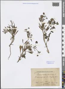 Ranunculus arvensis L., Middle Asia, Western Tian Shan & Karatau (M3) (Uzbekistan)