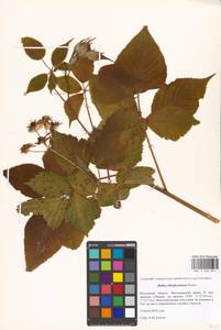 Rubus allegheniensis Porter, Eastern Europe, Moscow region (E4a) (Russia)