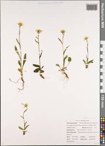 Tephroseris subfrigida (Kom.) Holub, Siberia, Chukotka & Kamchatka (S7) (Russia)