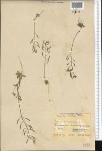 Draba stenocarpa Hook. fil. & Thomson, Middle Asia, Western Tian Shan & Karatau (M3) (Kazakhstan)