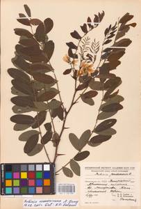 Robinia neomexicana A.Gray, Eastern Europe, West Ukrainian region (E13) (Ukraine)