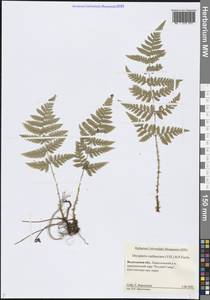 Dryopteris carthusiana (Vill.) H.P.Fuchs, Eastern Europe, Northern region (E1) (Russia)