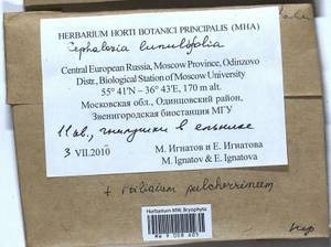 Ptilidium pulcherrimum (Weber) Vain., Bryophytes, Bryophytes - Moscow City & Moscow Oblast (B6a) (Russia)