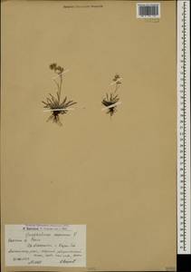 Omalotheca supina (L.) DC., Caucasus, Armenia (K5) (Armenia)