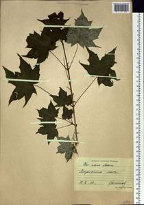 Acer pictum subsp. mono (Maxim.) H. Ohashi, Siberia, Russian Far East (S6) (Russia)