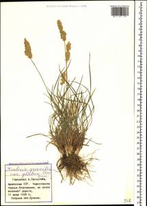 Koeleria pyramidata (Lam.) P.Beauv., Caucasus, Armenia (K5) (Armenia)