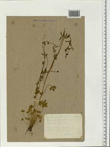 Ranunculus sceleratus L., Eastern Europe, Middle Volga region (E8) (Russia)