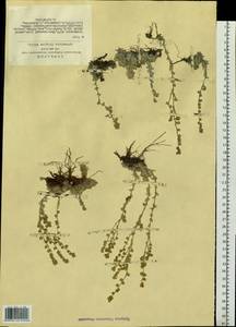Artemisia frigida Willd., Siberia, Altai & Sayany Mountains (S2) (Russia)