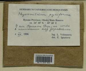 Physcomitrium pyriforme (Hedw.) Brid., Bryophytes, Bryophytes - Middle Russia (B6) (Russia)