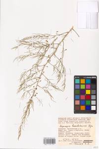 Asparagus inderiensis Blume ex Ledeb., Eastern Europe, Lower Volga region (E9) (Russia)