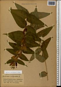 Gentiana asclepiadea L., Caucasus, Stavropol Krai, Karachay-Cherkessia & Kabardino-Balkaria (K1b) (Russia)